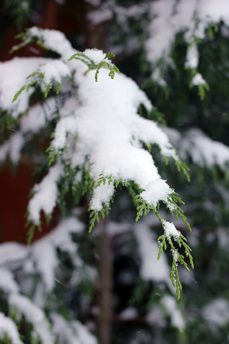 Close up shot of snow on flowers